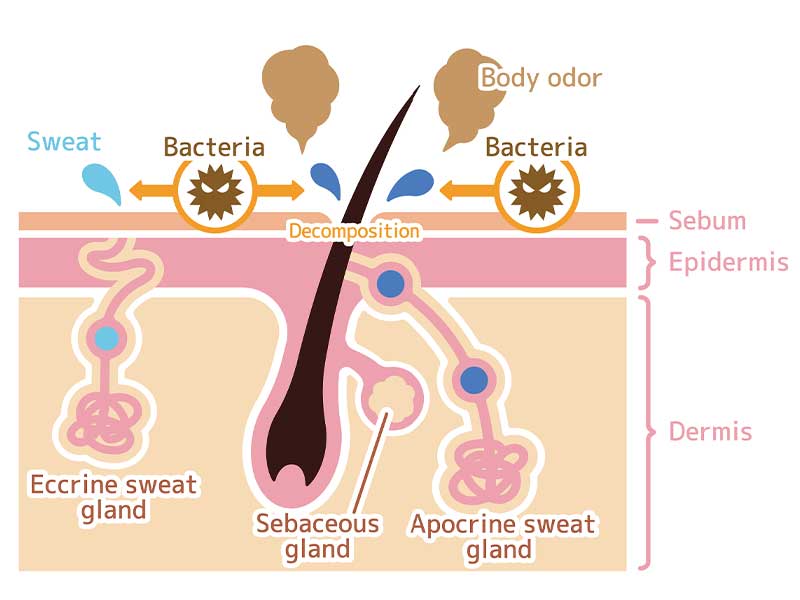 Sweat from apocrine sweat glands is decomposed by bacteria present on the skin, causing body odors